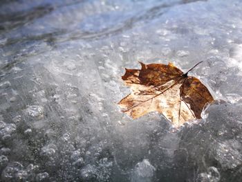Close-up of dry leaf during autumn