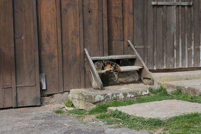 Cat sitting on wood