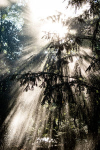 Low angle view of trees in forest