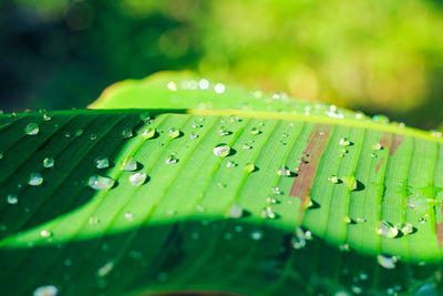 Close-up of raindrops on green leaves