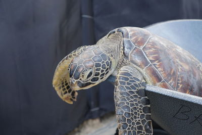 Close-up of snake