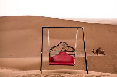 View of a hollywood swing in sahara desert  with a dromedar  camel passing by