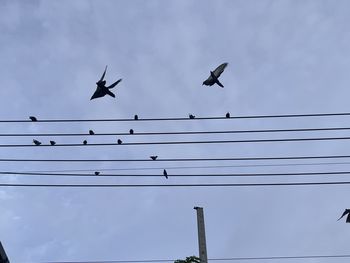 bird