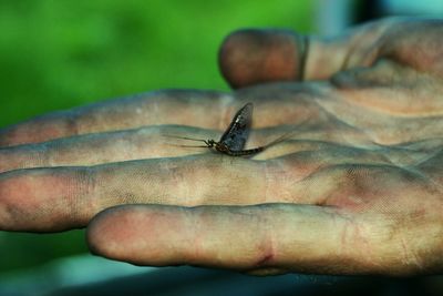 Close-up of cropped hand