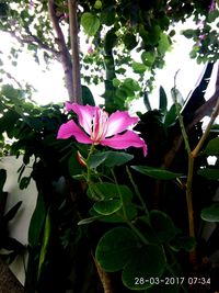 Close-up of pink flower growing in plant