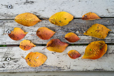 Close-up of yellow leaves on wood