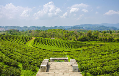 Scenic view of agricultural field against sky