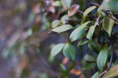 Close-up of plants growing outdoors