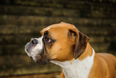 Close-up of contemplating boxer dog