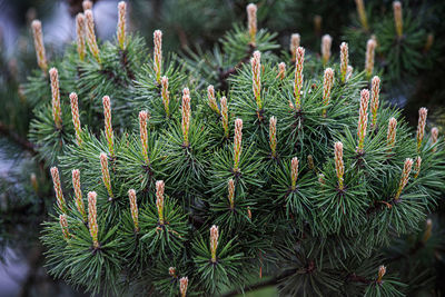 Close-up of pine tree