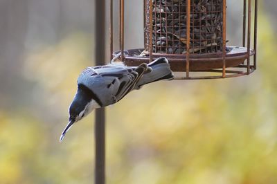 Close-up of bird perching on feeder