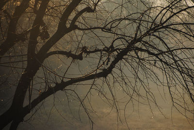 Low angle view of bare tree against sky