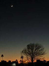 Low angle view of silhouette trees against sky at night