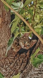 Portrait of cat sitting on tree