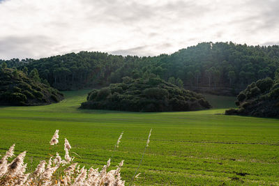 Scenic view of trees on field against sky