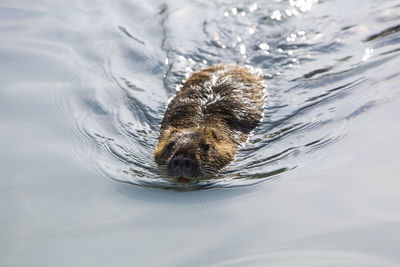 High angle view of duck swimming in lake