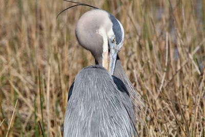 Close-up of a bird on field