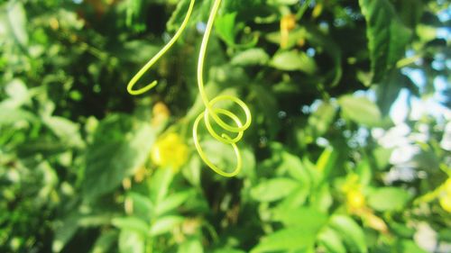 Close-up of green plant