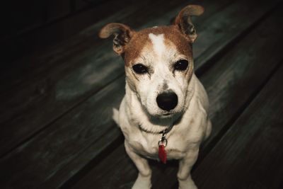 Close-up portrait of dog