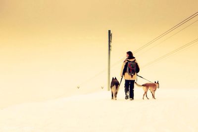 domestic animals