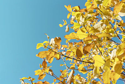 Low angle view of tree branch with autumnal yellow leaves against blue sky background fall