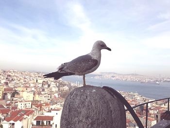 Bird in city against cloudy sky
