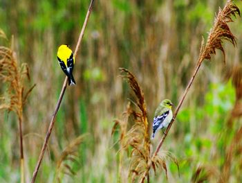 Close-up of bird perching on plant