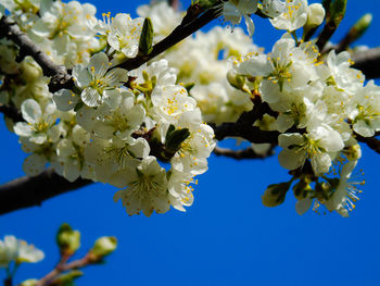 Low angle view of cherry blossoms in spring