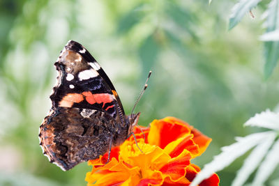 Colorful orange butterfly sitting on orange flower