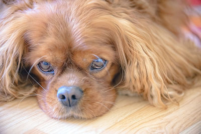 Close-up of dog lying down