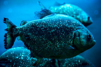 Close-up of fish swimming in sea