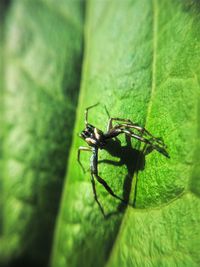 Close-up of insect on leaf