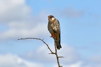 Amur falcon high in a tree