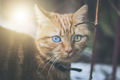 Close-up portrait of a cat