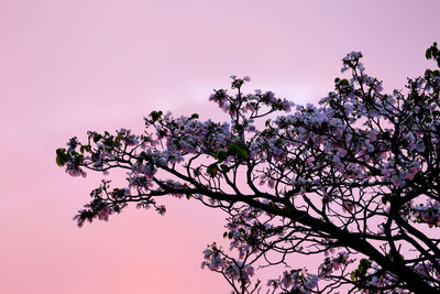 Low angle view of tree against sky during sunset