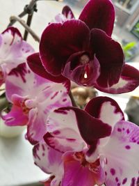 Close-up of pink flowers