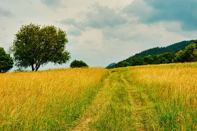 Scenic view of agricultural field against sky