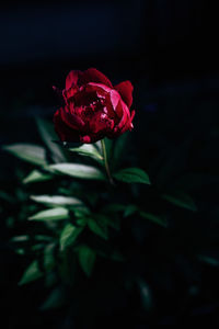 Close-up of red rose against blurred background