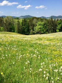 Scenic view of grassy field against sky