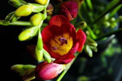 Close-up of red flowering plant