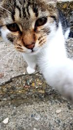 Close-up portrait of a cat