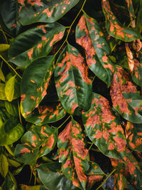 Full frame shot of autumnal leaves