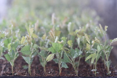 Close-up of fresh green plants on field