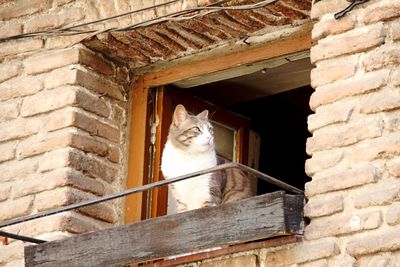 Low angle view of cat looking through window