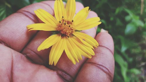 Close-up of hand holding yellow flower