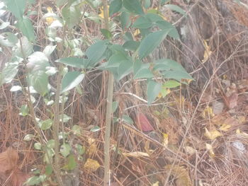 Close-up of fresh plants on field