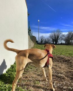 Dog standing in field against sky