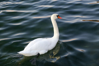 High angle view of swan swimming in lake