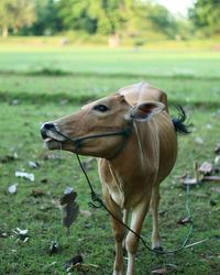 Cow standing on grassy land