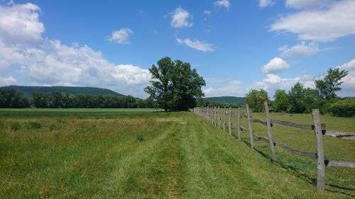 Scenic view of field with a lonely tree against sky